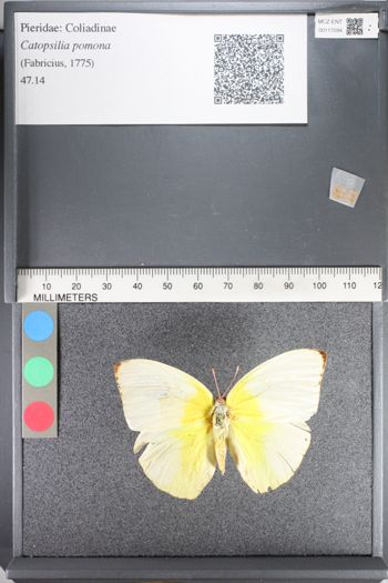 Media type: image;   Entomology 117094